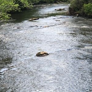 Meet your Posher, Jackson